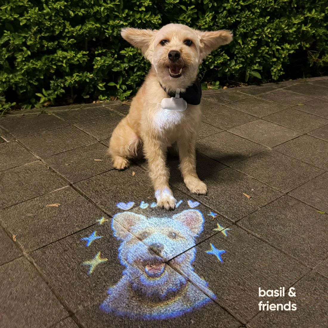 Why The Spotlight is the Ultimate Social Icebreaker for Pet Parents