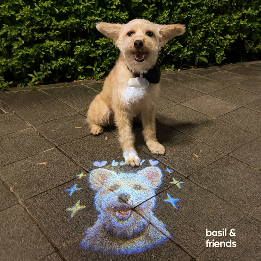 Why The Spotlight is the Ultimate Social Icebreaker for Pet Parents