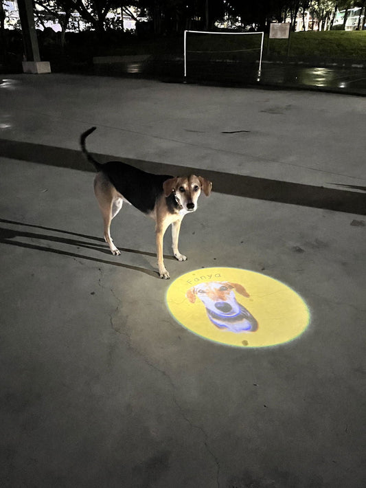 A dog standing on a dark pavement at night with a custom portrait projection from The Spotlight collar projector illuminating the ground beside them — nighttime dog walking safety gear by basil & friends