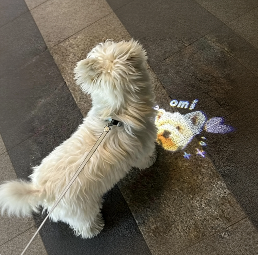 Why Your Dog's Night Walk Matters More Than You Think