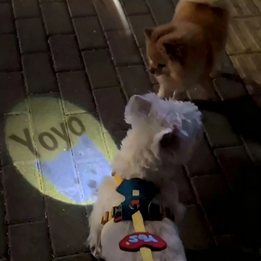 Personalized Pet Gifts That Aren't Cheesy
