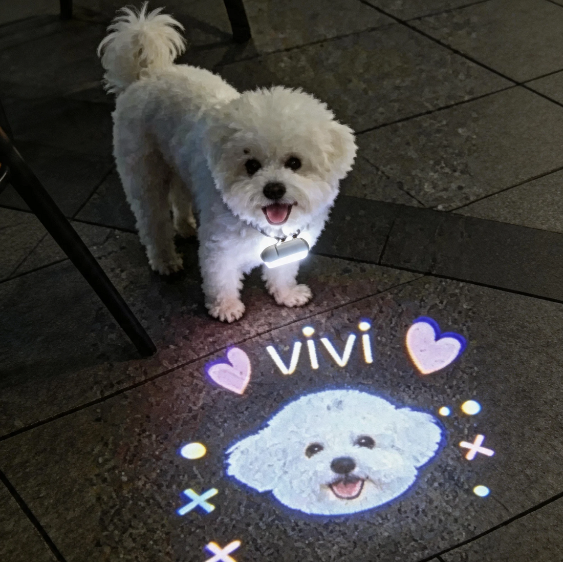 Gifts for Dog Moms Who Already Have Everything