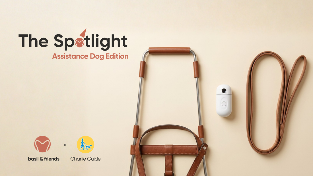 How One DM Built The Spotlight: Service Dog Edition