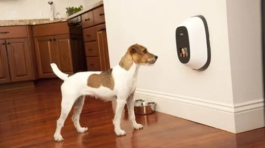 Pet Tech Is Broken: We Build for Rituals, Not Chores