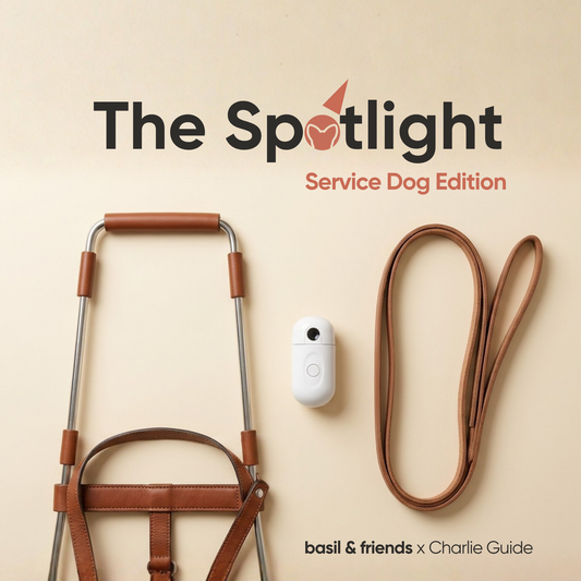 The Handler's Guide to Service Dog Night Walk Safety