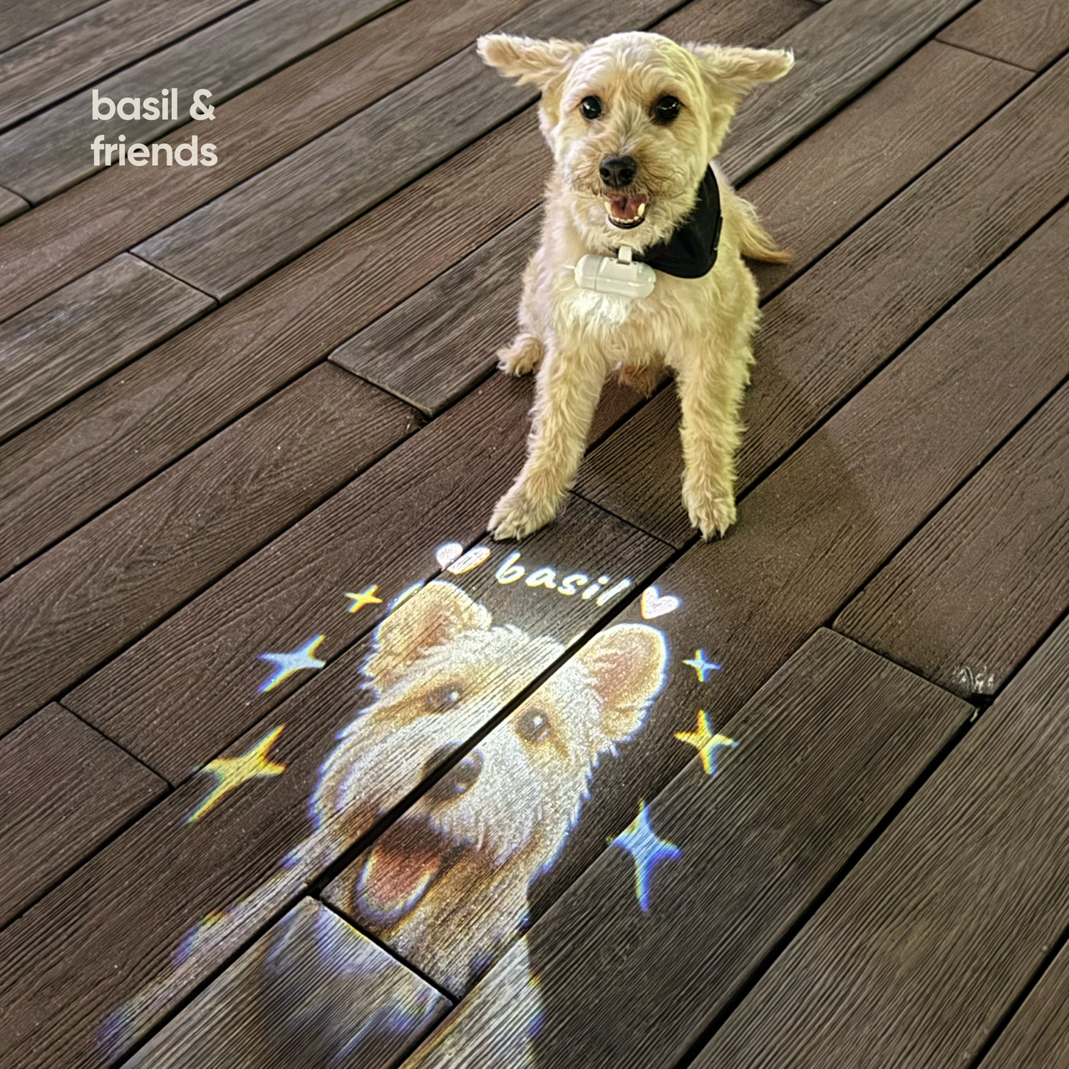 Dog wearing The Spotlight custom pet projector light with a personalized pet portrait and name projected on the pavement during a darker walk.