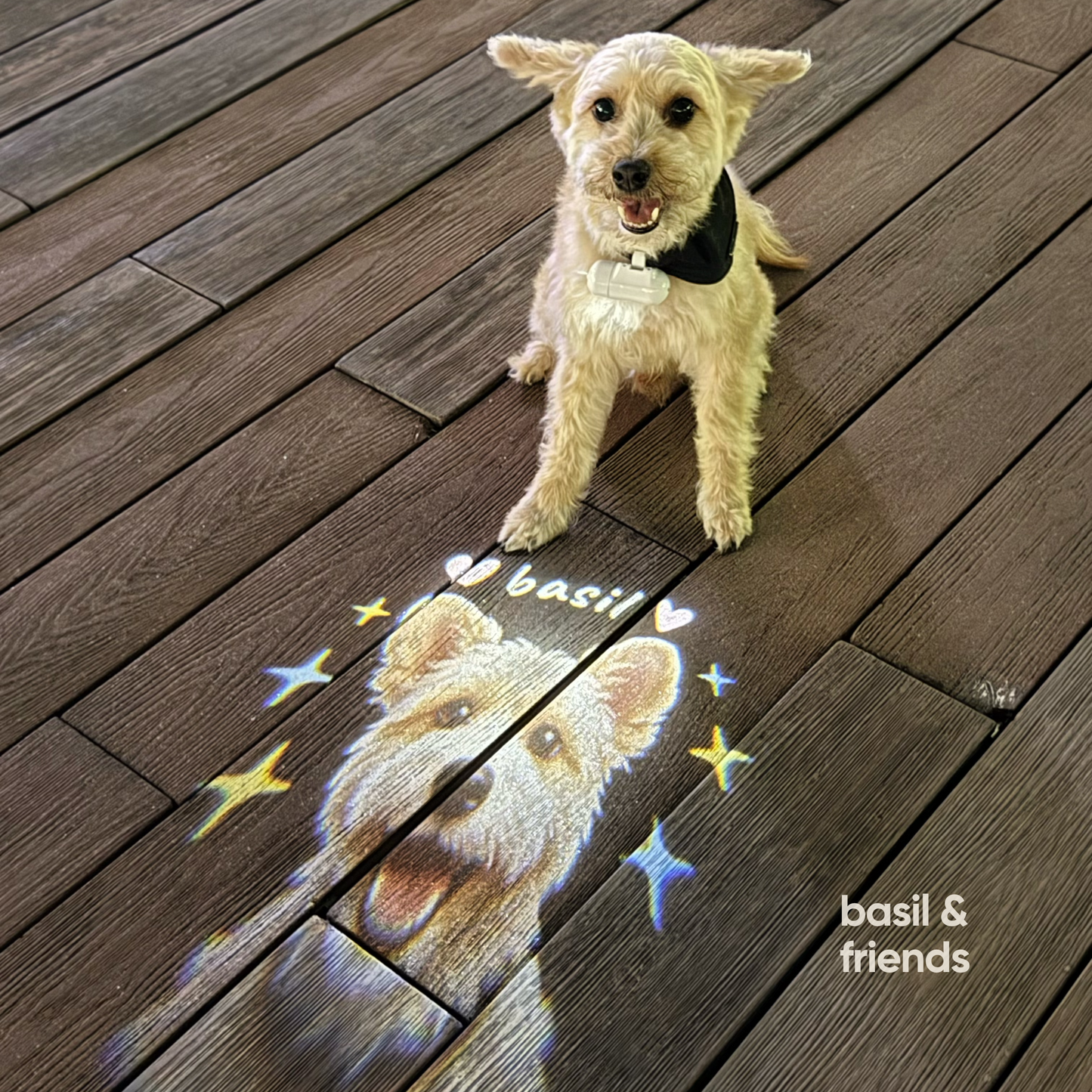 Dog wearing The Spotlight custom pet projector light with a personalized pet portrait and name projected on the pavement during a darker walk.