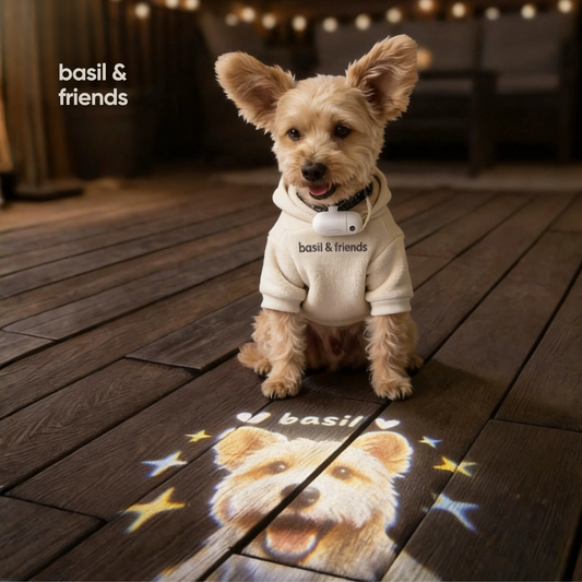 A small dog wearing The Spotlight custom pet collar projector, casting a personalized glowing photo of its face onto a wooden floor.