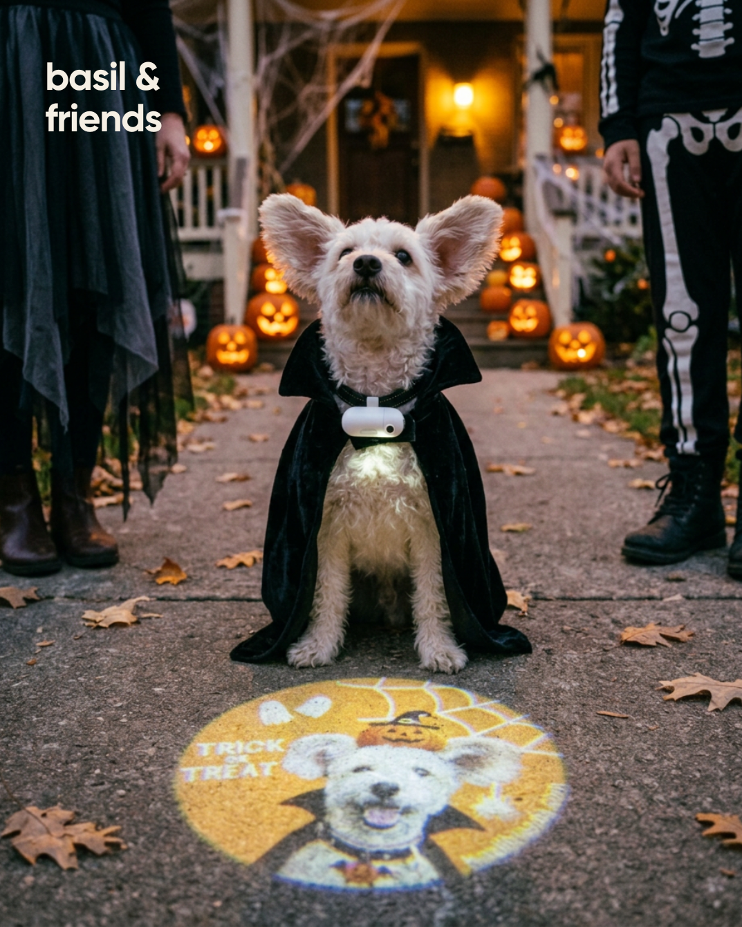 The Spotlight custom dog collar projector projecting a Halloween Trick or Treat puppy portrait on sidewalk by basil & friends.